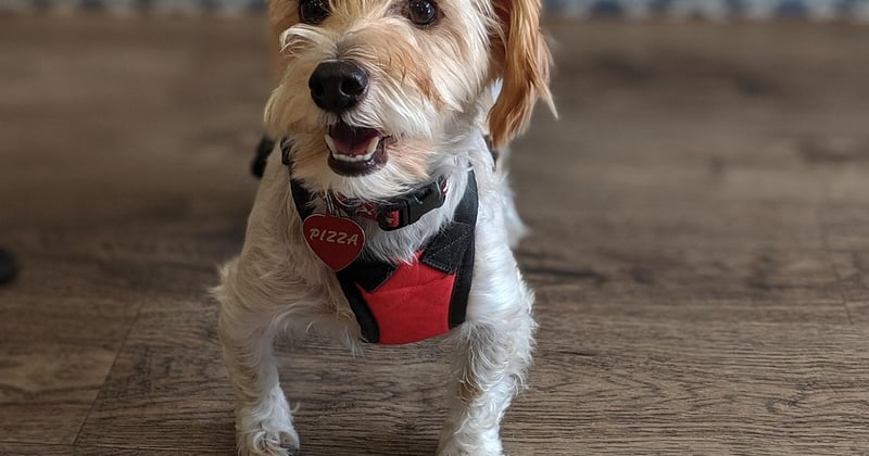 Lettre de motivation pour stage 3eme veterinaire : le guide qui marche